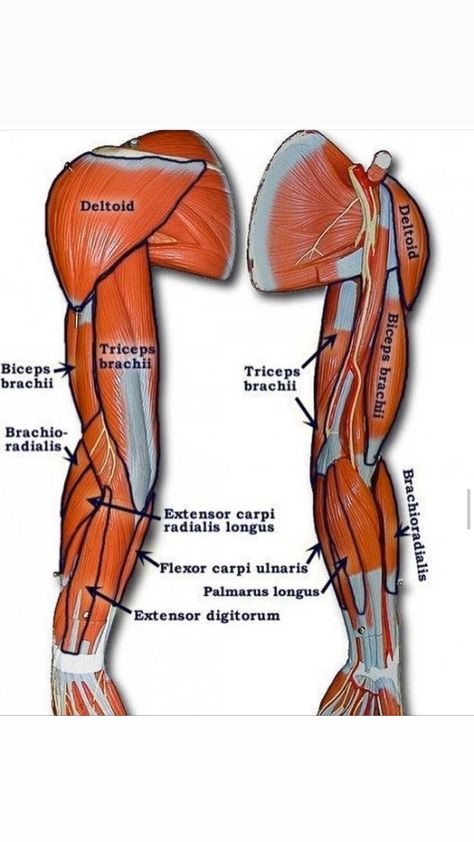 Limb Anatomy, Muscle Names, Human Body Diagram, Muscle Diagram, Arm Anatomy, Anatomical Art, Arm Muscle, Body Diagram, Drawing Female