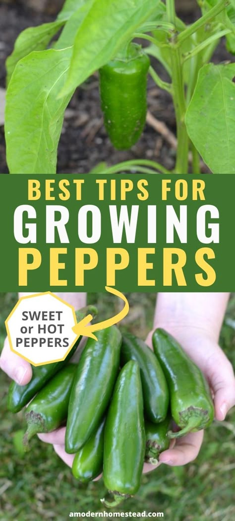 How To Grow Green Peppers, Growing Green Peppers, Grow Bell Peppers, Gardening Peppers, Growing Hot Pepper, Bell Pepper Plant, Growing Green Beans, Growing Bell Peppers, Growing Vegetables In Pots