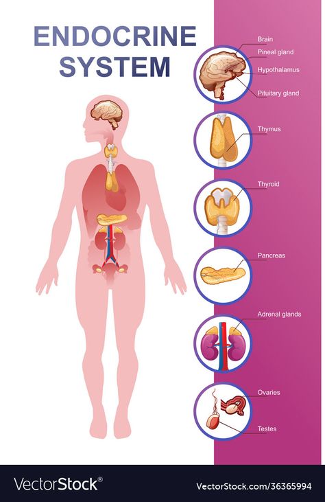 Human Endocrine System, Body Parts For Kids, Biology Projects, Pituitary Gland, Adrenal Glands, Healthy Advice, Powerpoint Template Free, Endocrine System, Body Anatomy