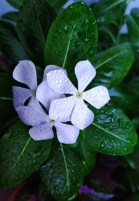 White Periwinkle Flowers, Periwinkle Plant, White Periwinkle, Periwinkle Flower, Wet Flowers, Ivy Flower, Pretty Flowers Pictures, Periwinkle Flowers, Hindu Culture