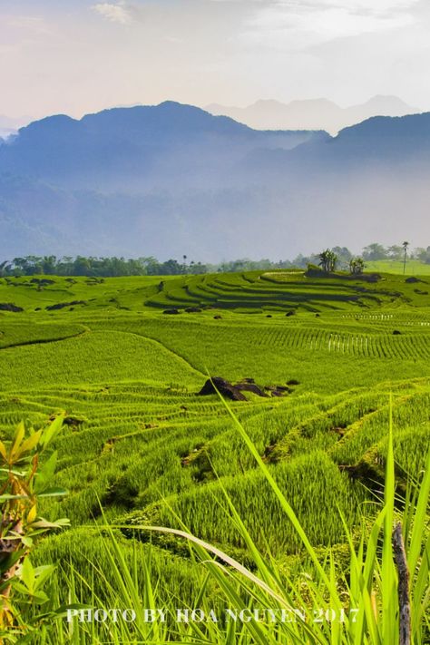 Image of terraced fields at Pu Luong Nature Reserve in Vietnam Vietnam Voyage, Travel Magazine, Adventure Tours, Vietnam Travel, Nature Reserve, Ho Chi Minh, Hanoi, Laos, Trekking