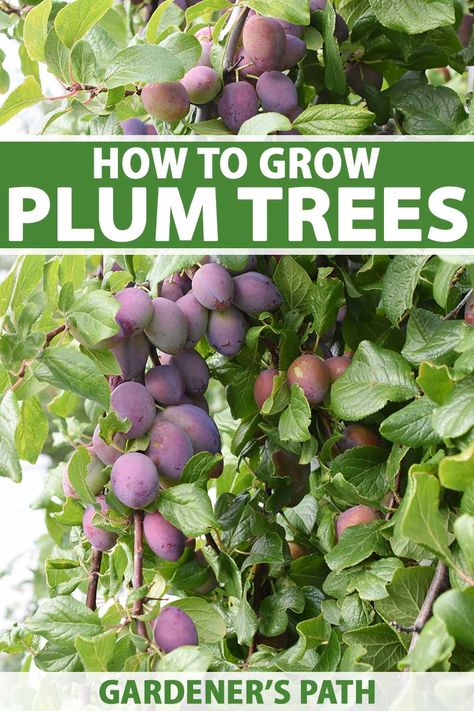 Victoria Plum Tree, Growing Plum Trees From Seed, American Plum Tree, Plum Tree Care, Peaches And Cherries, Japanese Plum Tree, Pruning Apple Trees, Fruit Trees Backyard, Fruit Tree Garden