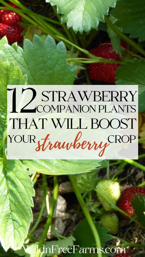 companions plants for strawberries Fennel Companion Planting, Raised Bed Strawberries, When To Plant Strawberries, Strawberry Companion Plants, Best Companion Plants, Companion Planting Chart, Strawberries In Containers, Companion Planting Vegetables, Companion Gardening