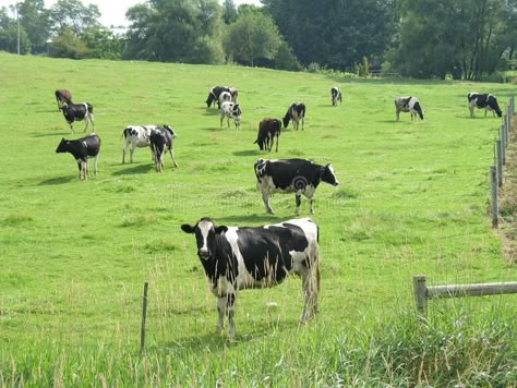 Holstein Cows. Several cows in a field , #sponsored, #Cows, #Holstein, #field, #cows #ad Farm With Cows, Cow Farm Aesthetic, Cow Landscape, Cows Landscape, Field Of Cows, Cow Field, Cow In Field Drawing, Cows On Field, Cows In Pasture