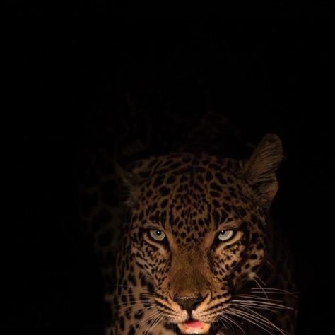 RAWR SZN on Instagram: "Graceful female leopard prowling in the night.  (Via: @jasoncstreet / @sabisabireserve)" Me As A Animal Aesthetic, Small Aesthetic Pictures, Black Leapord Aesthetic, Black Leopard Aesthetic, Leopard Widget Aesthetic, Leopard Girl Aesthetic, Leopard Widget, Leopard Prowling, Brown And Black Aesthetic