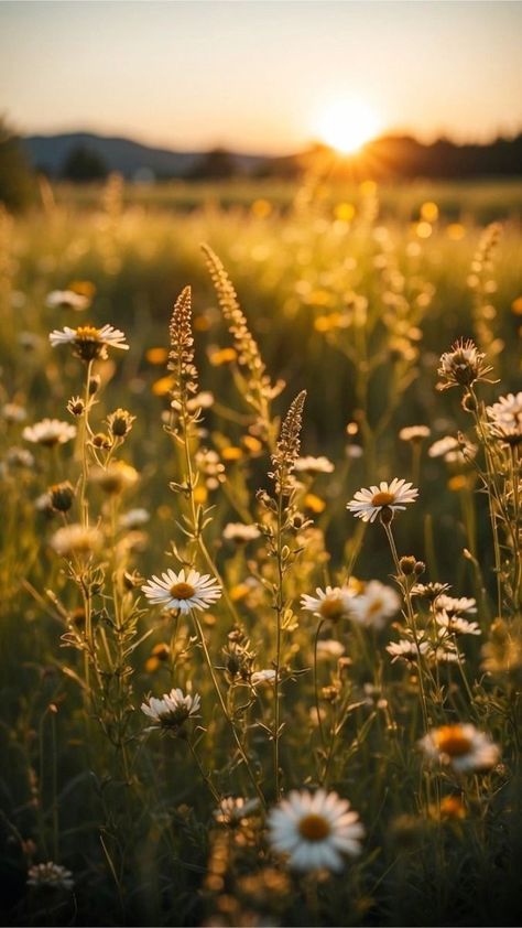 Late Summer Photography, Iphone Happy Wallpaper, Aesthetic Daises, Late Summer Wallpaper Iphone, End Of Summer Aesthetic Wallpaper, Summer Meadow Aesthetic, Late August Aesthetic, Golden Flowers Aesthetic, Late Summer Wallpaper