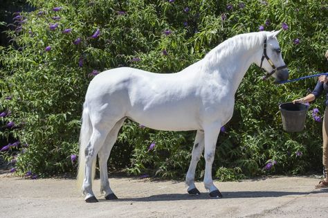 9 Connemara ponies we wanted to take home last show season - Horse & Hound Connemara Horse, Connemara Pony, Pony Horse, Equestrian Life, Horse Breeds, Country Life, Ponies, Love A, Equestrian