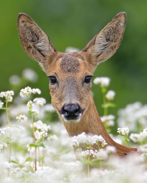 Clan Of The Cave Bear, Deer Species, Cave Bear, Deer Photos, Deer Fawn, The White Queen, Cute Deer, Roe Deer, Nature Drawing