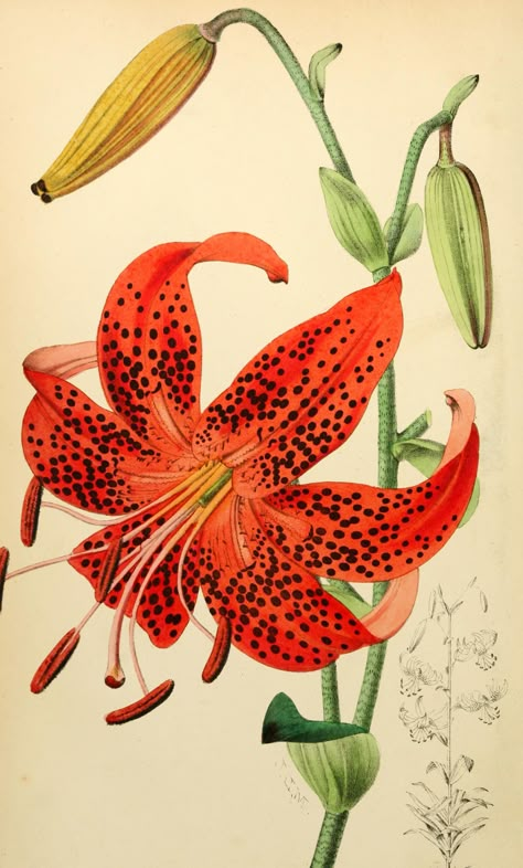 Tiger Lily - Lilium lancifolium - circa 1873 Lilies Drawing, Botanical Floral Prints, Lily Painting, Peony Painting, Vintage Flower Prints, Illustration Botanique, Vintage Botanical Prints, 수채화 그림, Botanical Painting