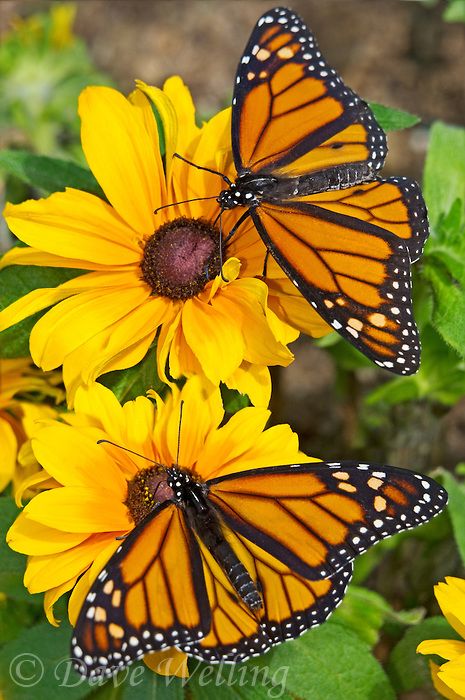 Nature Butterfly, Two Butterflies, Beautiful Sunflowers, Flying Flowers, Monarch Butterflies, Sharpie Art, Butterfly Photos, Butterfly Pictures, Butterfly Kisses