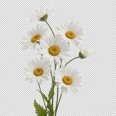 Graphic Design Principles, Daisy Aesthetic, Daisy Image, Film Pics, Png Aesthetic, Phone Case Ideas, Photoshop Textures, Clear Background, Funny Emoji