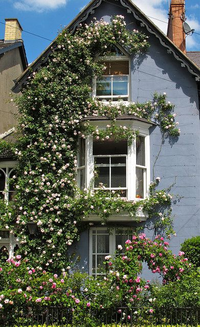 Rosa 'New Dawn' | by Susan R~-----one of my personal top 3 fave climbers; the others being 'Seven Sisters' and 'Zephrine 'Drouhin' New Dawn Climbing Rose, Rambling Roses, Cottage Door, Climbing Rose, Climbing Roses, Climbing Plants, Pretty House, Dream Garden, Dream Home Design