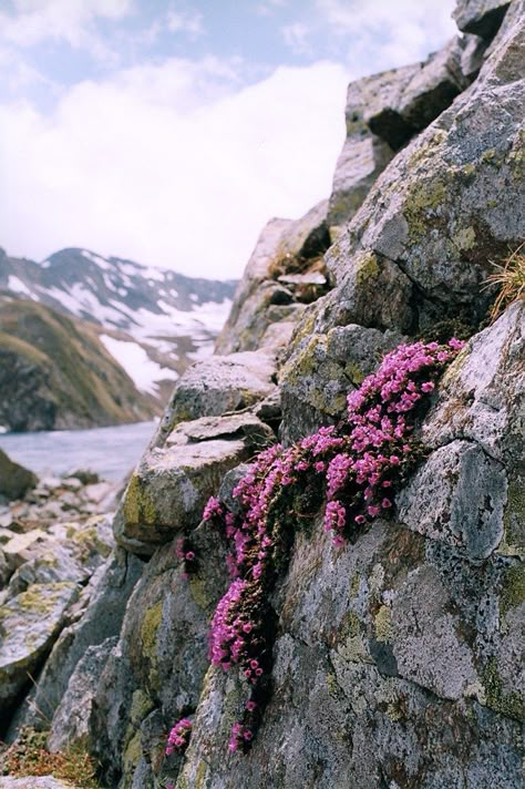 Places With Flowers, Easy Jet, Scenery Beach, Phuket Island, Many Glacier, Alpine Flowers, Alpine Garden, Alpine Plants, Italian Alps