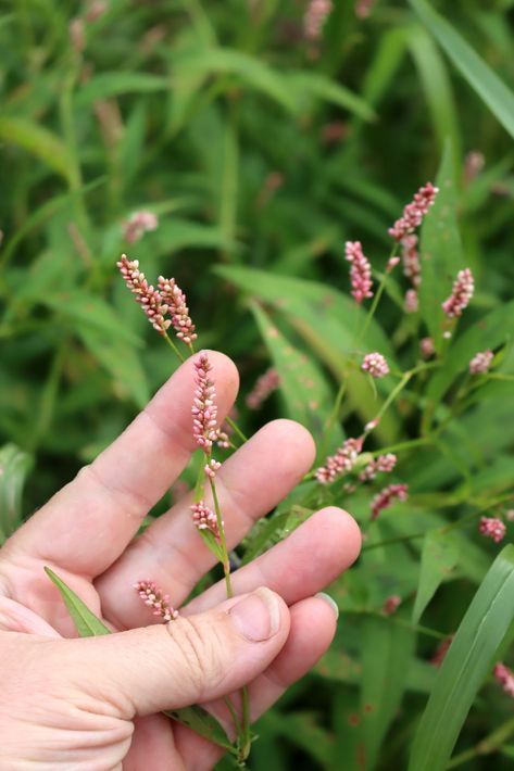 Growing Medicinal Herbs, Foraging Outfit, Medicinal Wild Plants, Medicinal Weeds, Wild Foraging, Herbal Education, Wild Food Foraging, Herbal Remedies Recipes, Medicinal Herbs Garden