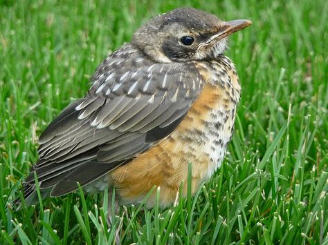 birdnote q&a: fledging, when young birds leave the nest - A Way To ... Rural Garden, The Sermon On The Mount, Baby Robin, Dragon Flys, Flight Feathers, Sermon On The Mount, Dream Scape, Nature Studies, American Robin