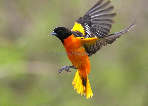 (#28) Baltimore Oriole by tinyfishy, via Flickr Venezuelan Troupial, Orioles Tattoo, Baltimore Orioles Birds, Oriole Bird, Conure Parrots, Baltimore Oriole, Interesting Photos, Pretty Birds, Blackbird