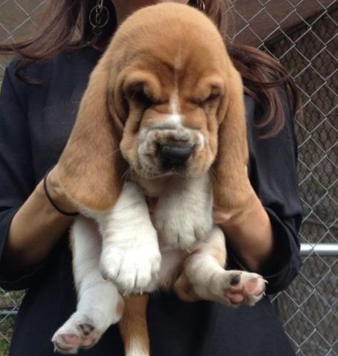 ∆ Bassett Hound Puppy, Basset Puppies, Baby Beagle, Regnul Animal, Basset Hound Puppy, Hound Puppies, Basset Hound Dog, Bassett Hound, Basset Hounds