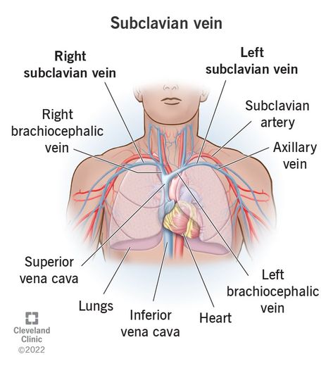 Subclavian Vein, Central Venous Catheter, Subclavian Artery, Medical School Life, Heart Healthy Diet, Body Fluid, Cleveland Clinic, Nurse Practitioner, Health Articles