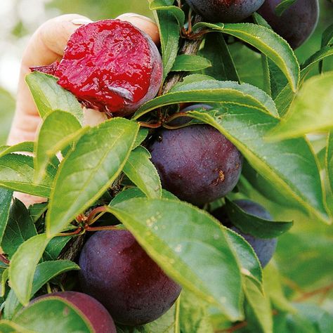 Next stop: Pinterest Espalier Trees, Delphinium Plant, Impatiens Plant, Grape Vine Plant, Cauliflower Plant, Asparagus Plant, Rhubarb Plants, Petunia Plant, Planting Garlic