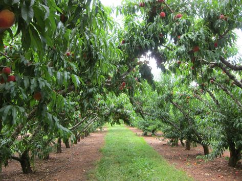 Peach Farm, Peach Orchard, Dystopian World, Homestead Gardens, Winery Tours, Peach Trees, Southern Gothic, Peach Blossom, Peach Blossoms