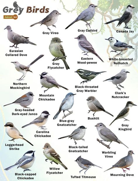 Gray Birds – Facts, List, Pictures Backyard Birds Watching, Backyard Birds Sanctuary, Spirit Animal Meaning, Bird Habitat, Pig Breeds, Bird Ideas, Bird Facts, Bird Types, Bird Identification