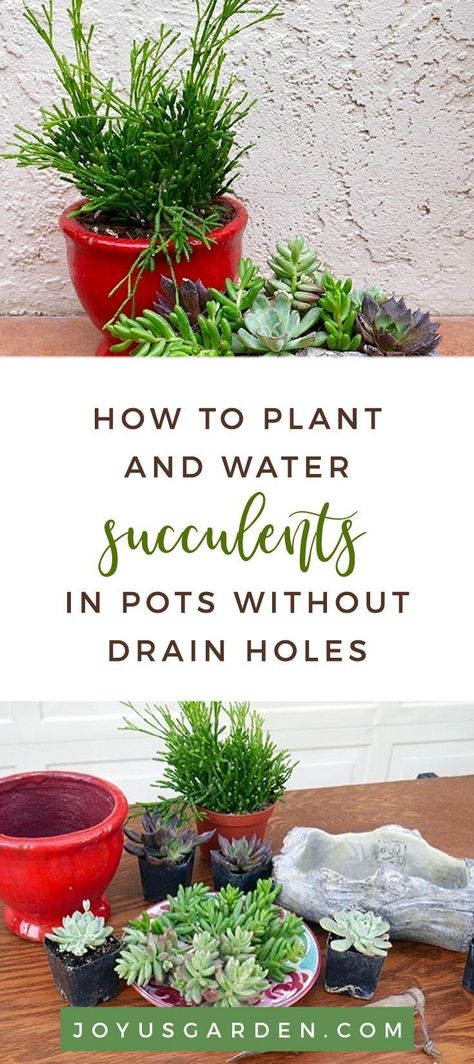 Crazy Plants, Succulent Projects, Garden Diy Hacks, Succulents Care, Water Succulents, Succulents In Pots, Succulent Outdoor, Roadside Stand, How To Water Succulents