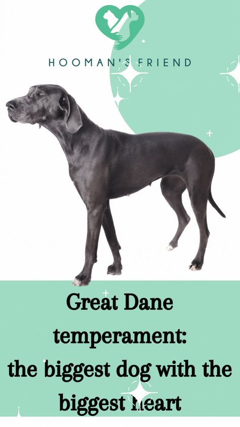 Is this giant dog with the biggest heart a match made in heaven? Do you want to know if they would fit into your life? Read our blog to learn more about this fabulous breed! Great Dane Temperament, Eco Friendly Pet Products, Biggest Dog, The Great Dane, Tallest Dog, Giant Dogs, English Mastiff, Irish Wolfhound, A Match Made In Heaven