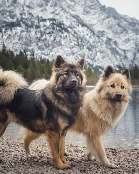 15+ Big Fluffy Dog Breeds That Are Made For Cuddling Medium Large Dog Breeds, Big Fluffy Dog Breeds, Big Breed Dogs, Gorgeous Dog Breeds, Cute Dog Breeds Medium, Big Dog Breeds Gentle Giant, Long Haired Dog Breeds, Gentle Giant Dogs, Cute Big Dogs