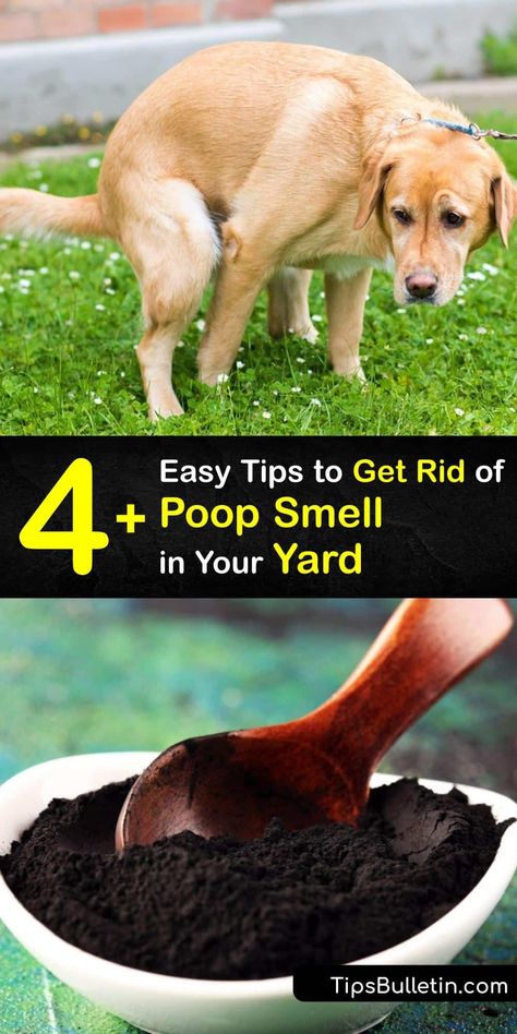 Pet odor ruins your outdoor space, whether it’s cat pee or dog poop smell. Use household items like baking soda and white vinegar to clear the stench of cat poop and urine, or an unpleasant dog smell from your surroundings, and reclaim your backyard. #getridof #poop #smell #outside How To Neutralize Dog Urine In Yard, How To Get Dog Urine Smell Out Of Artificial Turf, Diy Dog Pee Repellent, Dog Pee Post Ideas, How To Eliminate Pet Odor Urine Smells, Outdoor Dog Pee Area, How To Keep Dogs From Pooping In My Yard, Dog Poop Area Backyard, Dog Urine Smell Out Of Carpet