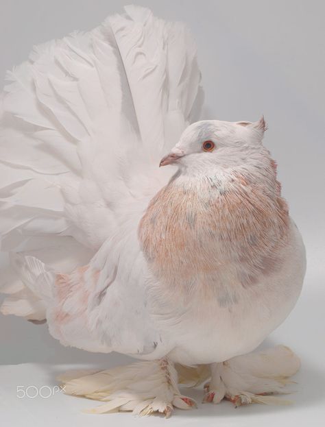 Fantail Pigeon, Fancy Pigeons, Pet Pigeon, Farm Inspiration, Cute Pigeon, Pigeon Pictures, Cupcake Videos, White Pigeon, Pigeon Breeds