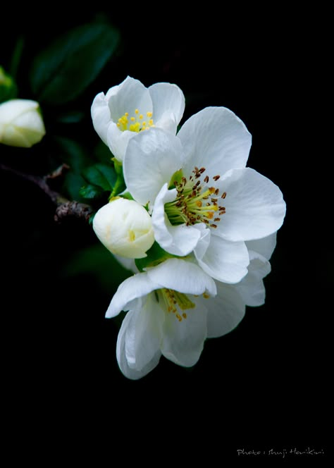 White 3 by Shuji Horikiri on 500px Hawthorne Flower, Flower References, Dark Flowers, Most Beautiful Flowers, Floral Photography, Language Of Flowers, Flower Phone Wallpaper, Arte Floral, Botanical Flowers