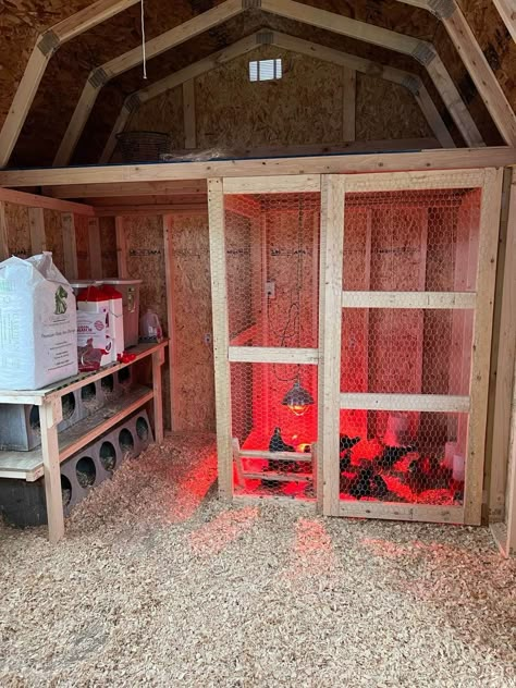 Coop Layout, Inside Chicken Coop, Decorating Backyard, Reban Ayam, Chicken Coop Pallets, Chicken Brooder, Easy Chicken Coop, Cute Chicken Coops, Chicken Shed