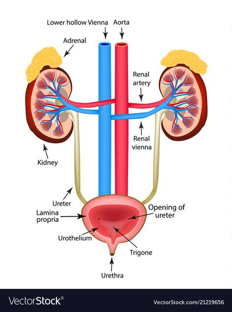 Adrenal Gland, Basic Anatomy, Point Acupuncture, Basic Anatomy And Physiology, Organ System, Adrenal Glands, Integrative Medicine, Homemade Tools, Anatomy And Physiology