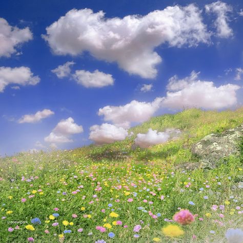 No Copyright Pictures, Flower Field Aesthetic, Cute Landscape, 숲 사진, Beautiful Field, Cocoppa Wallpaper, Fotografi Vintage, Dreamcore Weirdcore, Pretty Landscapes