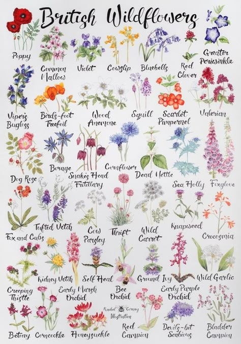 The English Oak Project (@TheKentAcorn) / X Facts About Trees, British Wild Flowers, English Flowers, Sea Flowers, Sweet Chestnut, Pressed Flower Crafts, Watercolour And Ink, Sea Holly, Different Types Of Flowers