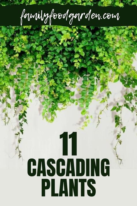 Cascading Plants Over Retaining Wall, Balcony Garden Hanging Plants, Greenery Plants Outdoor, Plants That Hang Down, Shade Spiller Plants, Fence With Hanging Plants, Plants That Spill Over Planters, Trailing Plants For Shade, Cascading Perennial Plants