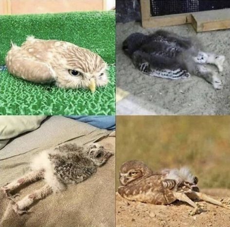 Owls laying down : Eyebleach Facebook Ideas, Girls Cuddling, Cute Animal Memes, Cute Funny Cartoons, Memes Of The Day, The Plague, Lovely Animals, Funniest Memes, Sharing Is Caring