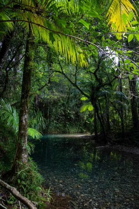 Daintree Rainforest Australia, Australian Rainforest, 2024 Manifestations, Australia Trip, Film Ideas, Daintree Rainforest, Dream Trips, Port Douglas, Ancient Forest