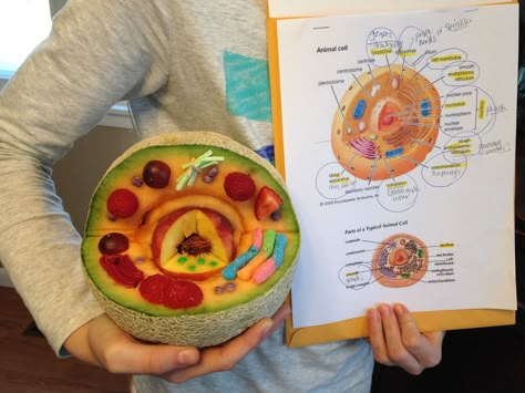 Edible Animal Cell made from a Cantaloupe, Strawberries, Grapes, Raspberries, Nerds, Gummy Worms, Big League Chew and Fruit Roll-up Edible Dna Model Project, Edible Animal Cell, Cell Project Ideas, Edible Cell Project, 3d Animal Cell, Plant Cell Project, Edible Cell, Cell Model Project, Animal Cell Project