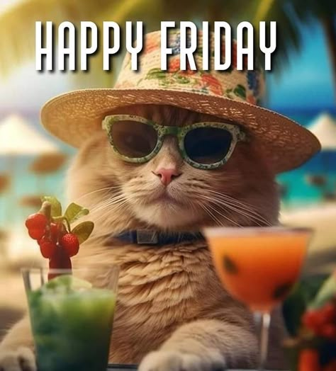 Its Friday Humor, Friday Humor Hilarious, Happy Friday Funny Humor, Happy Friday Humour, Friday Cat, Friday Meme, Happy Memes, Happy Day Quotes, Good Morning Happy Friday