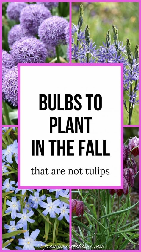 Modern Garden Landscape, Fall Bulb Planting, Spring Bulbs Garden, Plant Bulbs, Planting Tulips, Perennial Bulbs, Early Spring Flowers, Fall Bulbs, Spring Flowering Bulbs