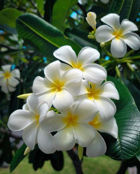 কাঠগোলাপ Photography, Plumeria Flowers Bouquets, Hawaiian Flowers Aesthetic, Hawaii Flowers Aesthetic, Hawian Flower Wallpaper, Frangipani Aesthetic, Plumeria Flowers Wallpaper, Plumeria Flowers Aesthetic, Flower Screensaver