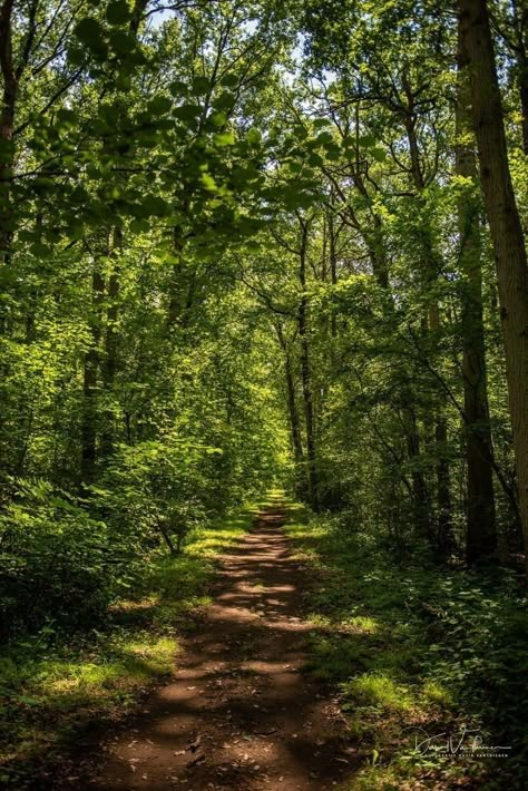 Walking In Forest Aesthetic, Woodlands Aesthetic, Korean Forest, Forest Lighting, The Woods, Forest Aesthetic, Forest Photos, Forest Background, Forest Pictures