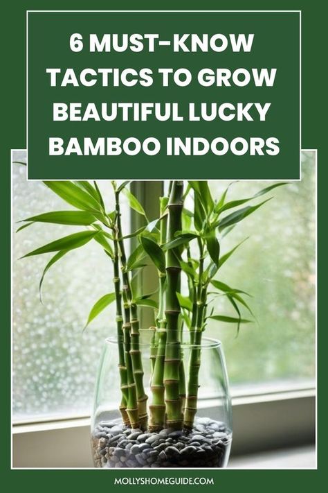 Discover the secrets of growing lucky bamboo indoors with these simple and effective tips. Whether you're a plant newbie or experienced gardener, learn how to care for this beautiful and low-maintenance plant in your home. From choosing the right container and soil to providing adequate sunlight and water, this guide covers everything you need to know to keep your lucky bamboo thriving. Say goodbye to wilting leaves and yellowing stalks by following our expert advice on creating the perfect envi Bamboo Potting Ideas, Bamboo Planter Ideas, How To Grow Bamboo Outdoors, How To Care For Bamboo Plant Houseplant, Repotting Lucky Bamboo Plants, How To Care For Lucky Bamboo Plant, Repotting Bamboo Plants, How To Plant Bamboo In Pots, Tall Bamboo Plant Indoor