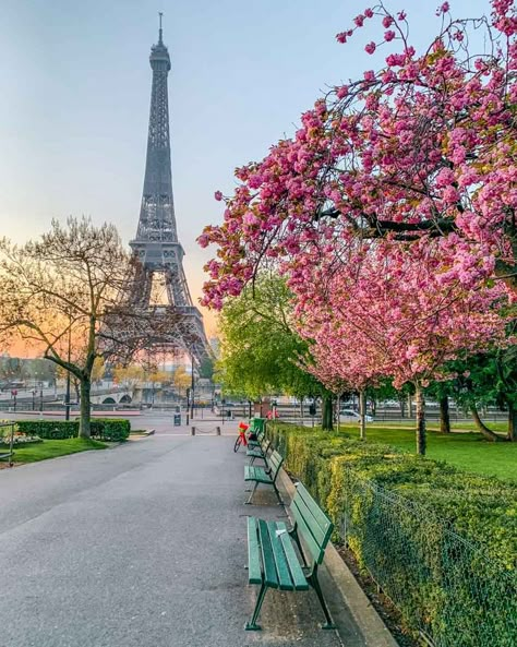 Best spots with Cherry Blossoms in Paris. You will get here all the best spots to see cherry blossoms in Paris with their exact locations, the best timing to see them, and my local tips. I'm sharing everything you need to know about the sakuras in Paris! 
Enjoy your trip to Paris in the springtime! Paris In The Spring, Paris In Spring, Spring In Paris, Springtime In Paris, Paris Dream, Paris Place, Picture Places, Paris Travel Guide, Beautiful Paris