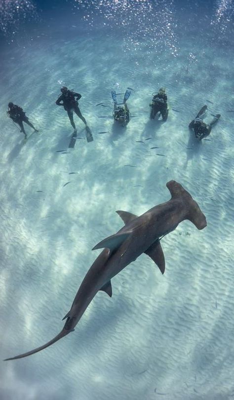 Swimming With Sharks, Scuba Diving Photography, Shark Pictures, Shark Diving, Scuba Diving Gear, Best Scuba Diving, Scuba Gear, Water Adventure, Hammerhead Shark