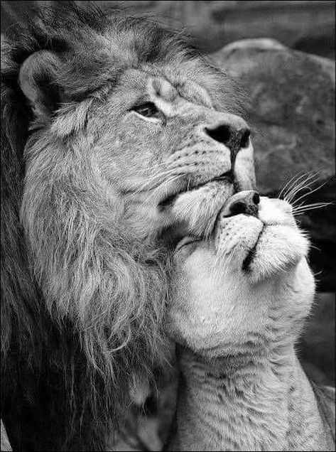 Lion Couple, Black And White Lion, Lion Photography, Lion And Lioness, Lion Love, Lion Wallpaper, Lion Painting, Lion Images, Lion Pictures