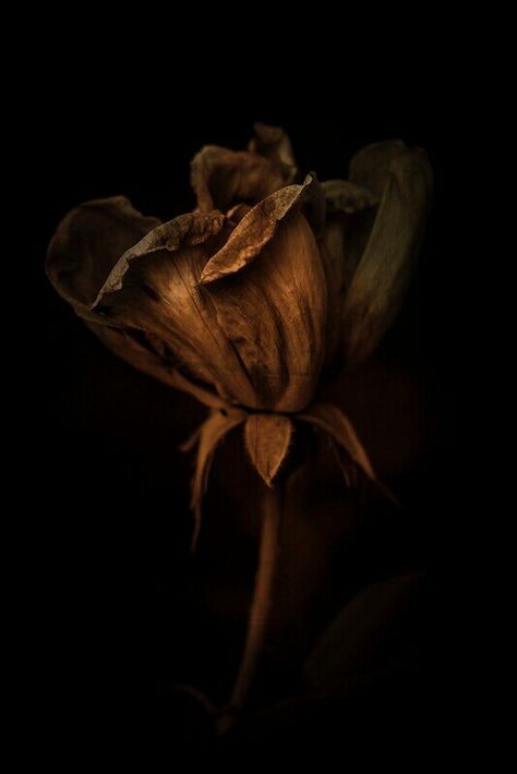 black & brown Brown Shades, Chiaroscuro, Brown Aesthetic, Warm Brown, Earth Tones, A Flower, In The Dark, Brown Color, Black Backgrounds