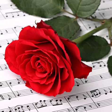 The BEST Romantic Song Lyrics - Love Songs That You'll Want To Share With The One You Love Best Romantic Song Lyrics, Romantic Song Lyrics, Hodge Podge, Beautiful Rose Flowers, Rose Flowers, Beautiful Rose, Red Rose, Beautiful Roses, Rose Flower