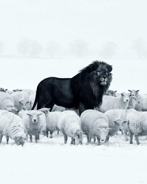 Black Lion among sheep 🦁 🌚🐑 . . . #blacklions #blacklion #sheep #inspirational #natureinspired #inspiringnature #winterwonderland Lion Photography, Animal Clothing, Black Lion, A Lion, Nature Photos, Wolves, Tigers, Sheep, Lion